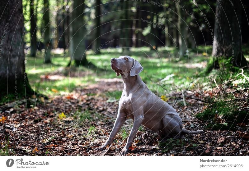 You got something for me? Hunting Trip Hiking Nature Landscape Earth Beautiful weather Tree Park Forest Animal Pet Dog Observe Communicate Playing Joy Loyal