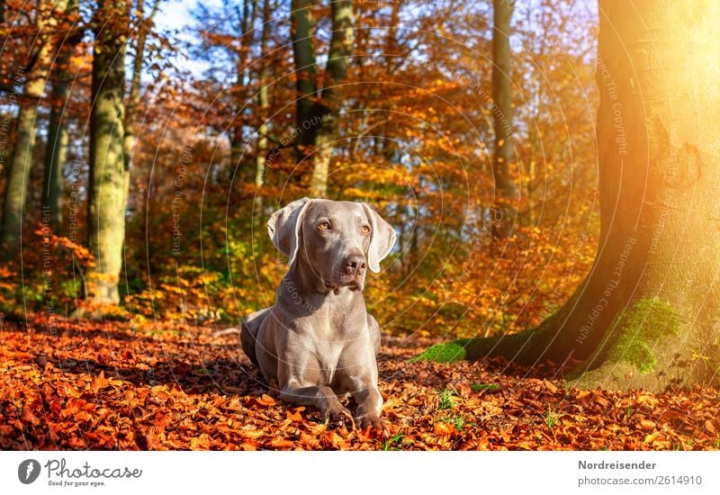 Enjoy the autumn sun Trip Nature Landscape Sun Sunlight Autumn Beautiful weather Tree Park Forest Animal Pet Dog Observe Hiking Wait Esthetic Free