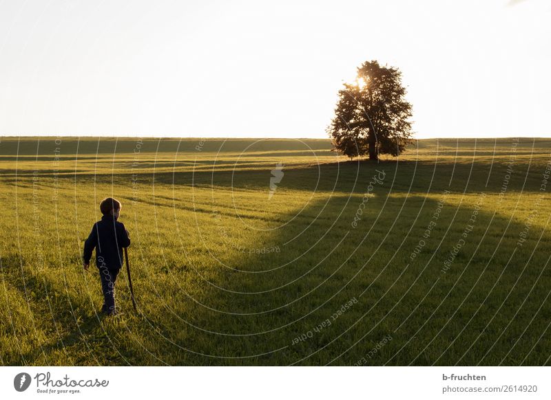 child, willow, tree, back light, evening mood, autumn mood Relaxation Leisure and hobbies Hiking Child 1 Human being 3 - 8 years Infancy Sunrise Sunset Sunlight