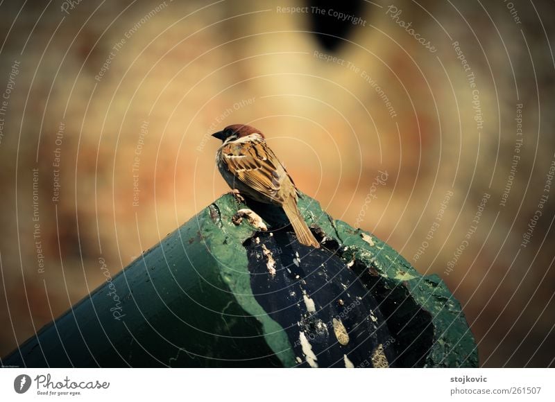 Sparrow Animal Bird 1 Authentic Simple Elegant Brown Multicoloured Yellow Gold Gray Green Joy Determination Wisdom Curiosity Golden yellow Depth of field