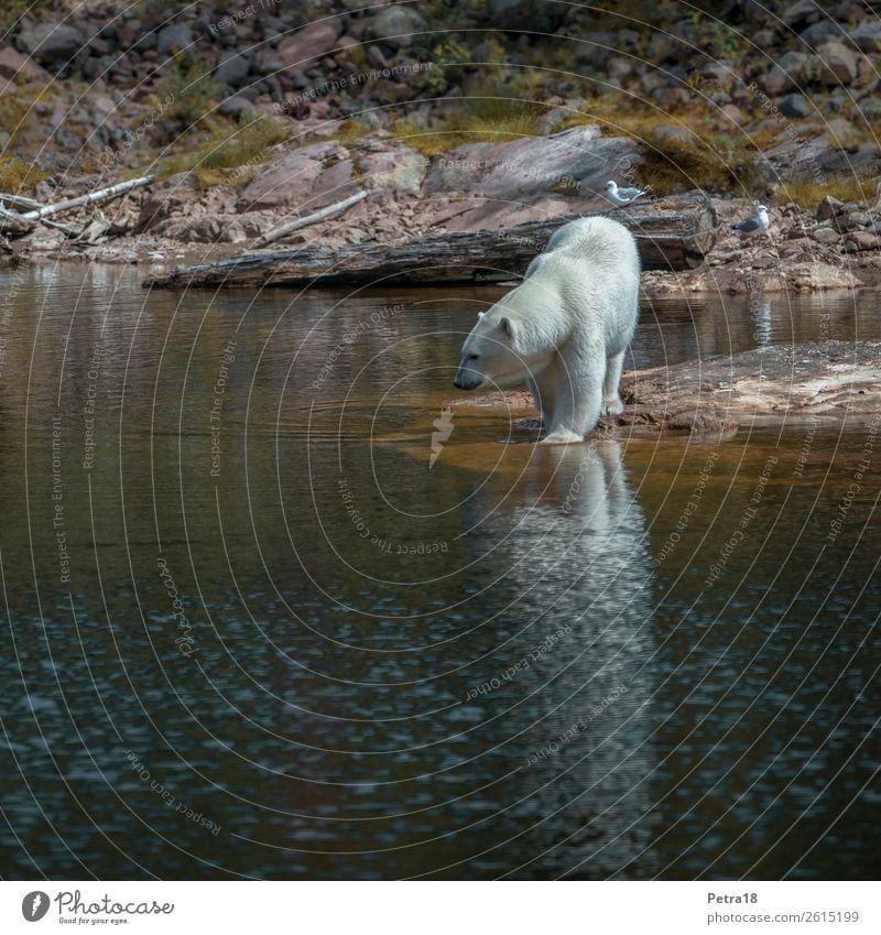 polar bear Nature Animal Lakeside Zoo Polar Bear 1 Swimming & Bathing Observe Threat Elegant Uniqueness Yellow Green White Moody Self-confident Power Brave