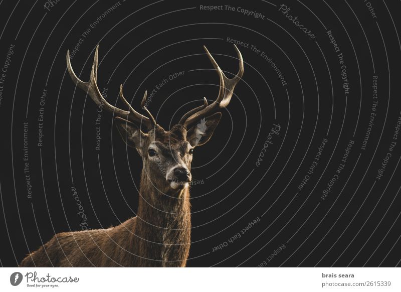 Red Deer Meat Hunter Masculine Nature Animal Earth Autumn Park Forest Wild animal Animal face Red deer 1 Observe Stand Dark Brown Yellow Willpower