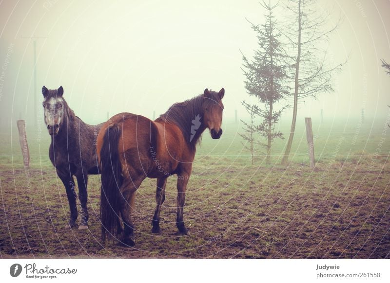 greetings by fog Environment Nature Autumn Winter Bad weather Fog Fir tree Field Animal Pet Farm animal Horse Group of animals Pair of animals Observe Looking