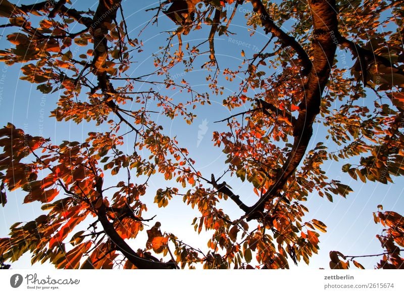 Cherry tree in November Autumn Leaf Autumn leaves Branch Tree Garden Sky Heaven Garden plot Garden allotments Deserted Nature Plant Calm Tree trunk Copy Space