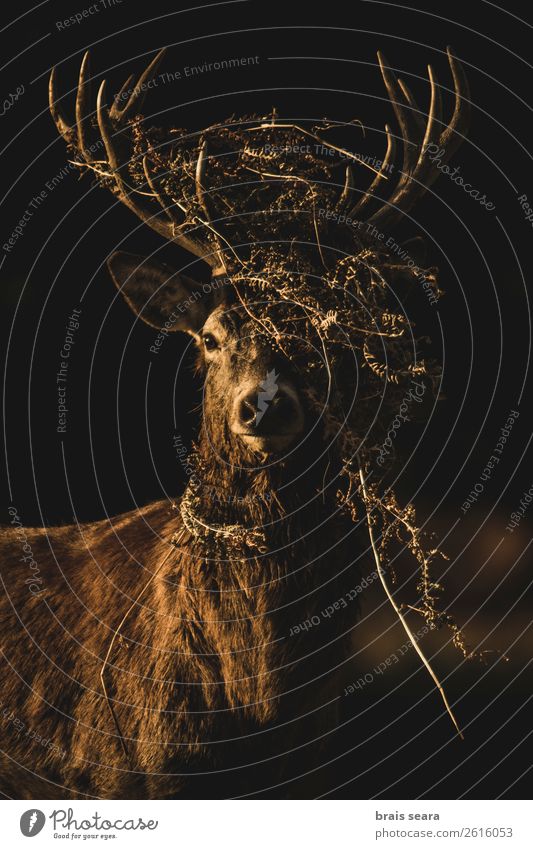 Red Deer Beautiful Hunter Masculine Nature Animal Earth Sunrise Sunset Autumn Fern Forest England Wild animal Animal face Red deer 1 Observe Stand Dark Brown