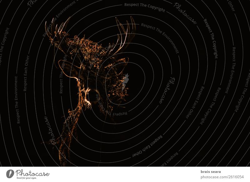 Red Deer Safari Hunter Masculine Art Environment Nature Animal Earth Sunrise Sunset Autumn Fern Forest Wild animal Animal face Red deer 1 Observe Stand Dark