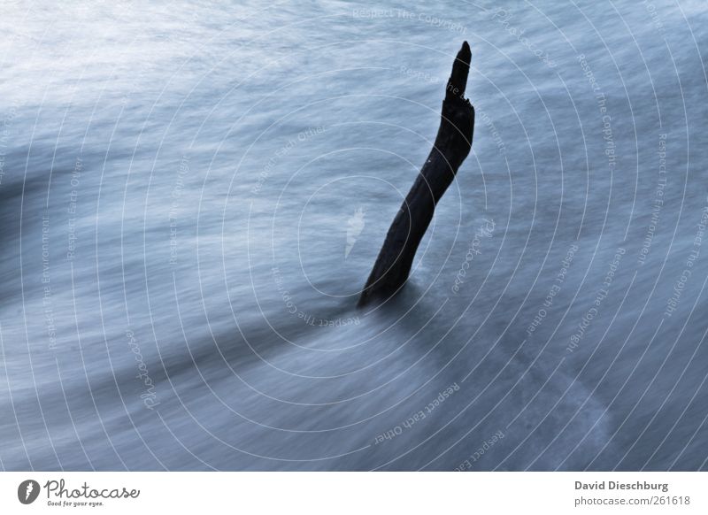 steadfast Calm Nature Water Winter Brook River Blue Black White Branch Current Movement Unwavering Cold Surface of water Colour photo Exterior shot Detail Day