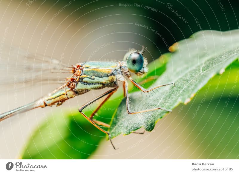 Dragonfly Macro Portrait In Nature Environment Plant Animal Summer Leaf Garden Park Wild animal Fly Animal face Wing 1 Beautiful Small Natural Blue