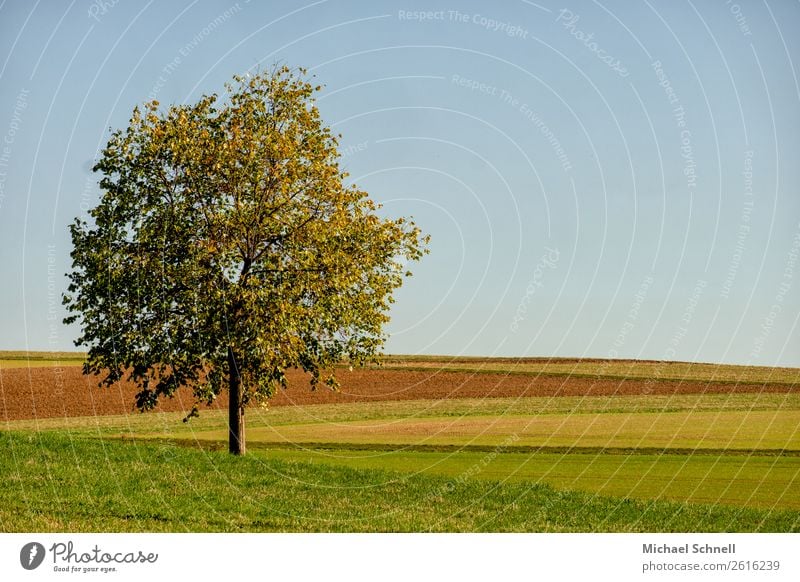 autumnal colour tree Environment Plant Sky Autumn Beautiful weather Tree Field Authentic Simple Uniqueness Natural Positive Multicoloured Self-confident