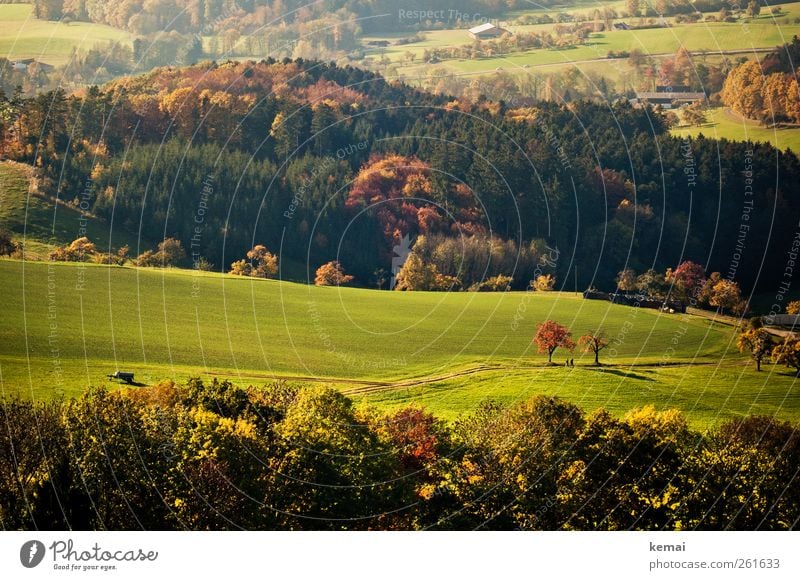 autumn days Environment Nature Landscape Plant Sunlight Autumn Beautiful weather Tree Grass Bushes Foliage plant Wild plant Meadow Field Forest Hill Green