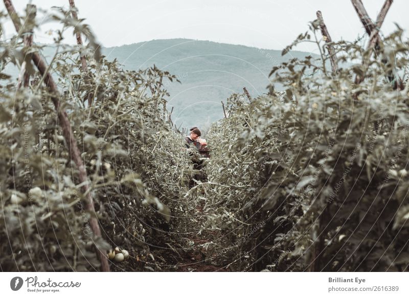 Focus on harvest collectors Vegetable Tomato Organic produce Summer Seasonal farm worker Agriculture Forestry Human being Masculine Young man