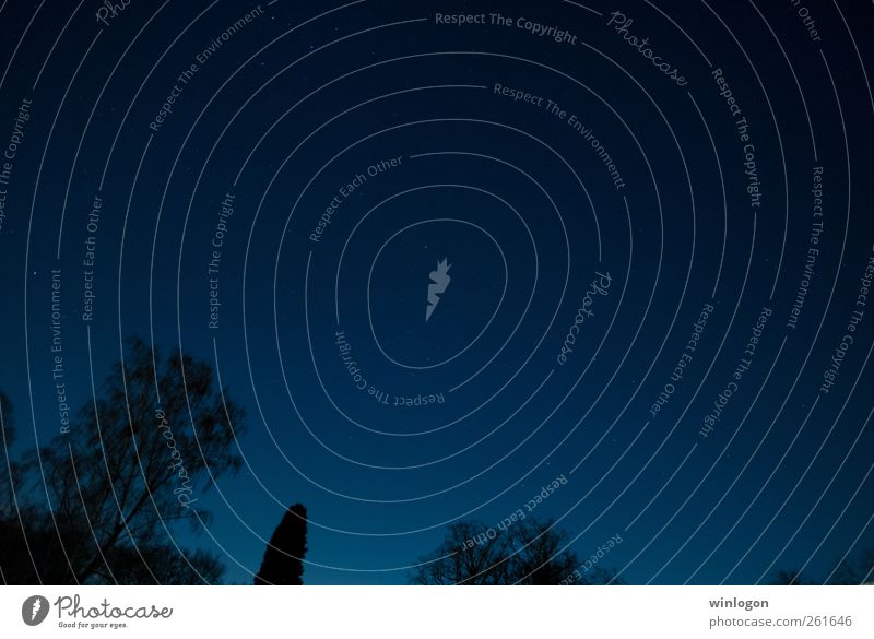 star horizon Stars Horizon Blue Black White Starry sky Constellation Astronomy Observe Meteor Canopy of stars Starlit Treetop Galaxy Milky way East Polar star