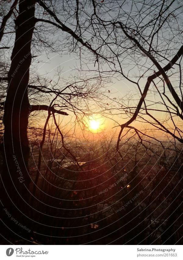 Sunrise or sunset? Hiking Nature Landscape Sky Winter Beautiful weather Tree Field Forest Loneliness Uniqueness Harmonious Warm light Calm Deserted Evening