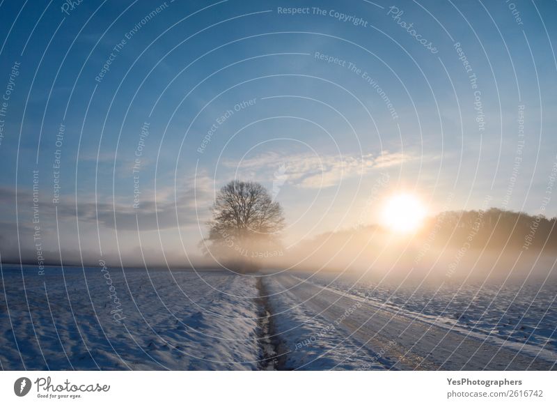 Sunrise over a country road covered in snow Calm Vacation & Travel Tourism Winter Snow Nature Landscape Horizon Weather Beautiful weather Fog Meadow Street