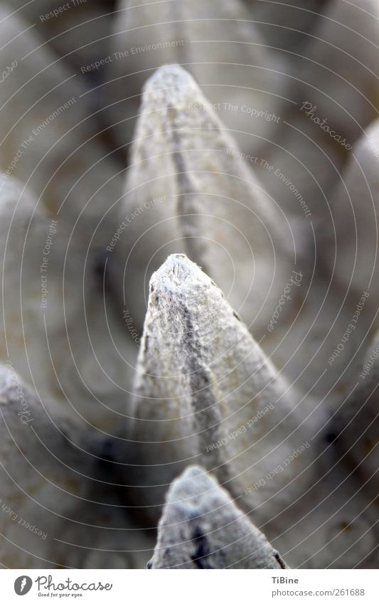 Without eggs Packaging Gray Carton Egg Cardboard Macro (Extreme close-up) Colour photo Subdued colour Interior shot Close-up Detail Deserted Blur