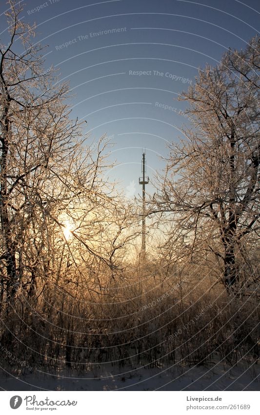 Reception secure! Nature Landscape Sun Sunrise Sunset Sunlight Winter Beautiful weather Ice Frost Snow Plant Tree Bushes Wood Center point Transmitting station