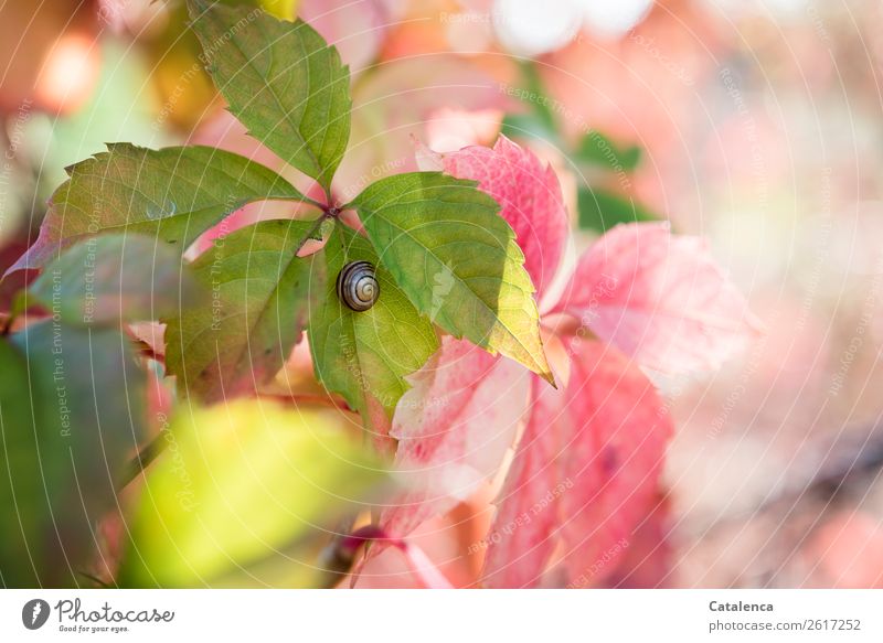 Schnirkel snail on a wild vine leaf Plant Animal Autumn Leaf Wild vine Garden Forest Crumpet 1 Snail shell Hang pretty Small Brown Yellow Green Orange Pink Calm