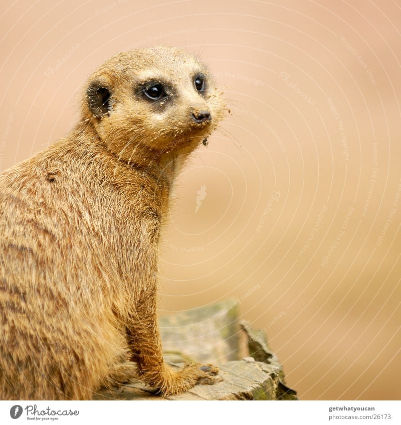 The Gaffer Animal Meerkat Zoo Enclosure Captured Looking Curiosity Pelt Depth of field intrigued Sand Dirty Eyes Nose