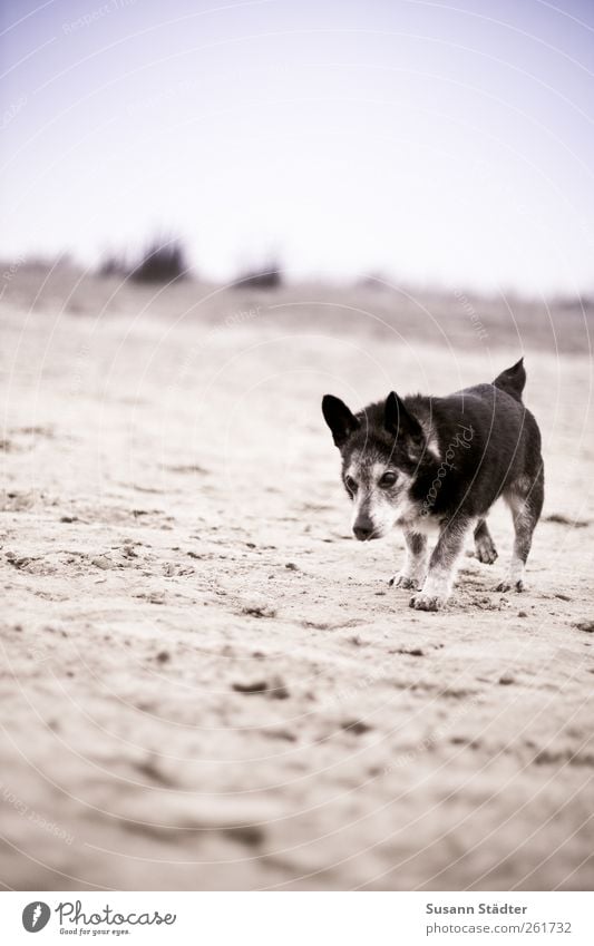 axelboy Animal Pet Dog 1 Walking Spiekeroog Sand Beach Puppydog eyes Old Gray High-maintenance Full-length Running sports Walk the dog To go for a walk