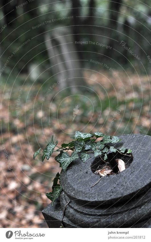 rest Vienna Central cemetery Austria Cemetery Tombstone Stone Ornament Dark Historic Gloomy Brown Gray Green Romance Humble Respect Loneliness