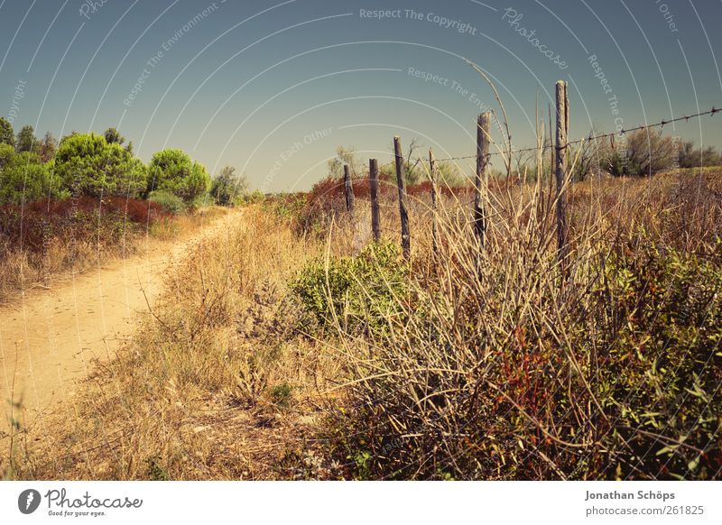 The way to the fence Vacation & Travel Trip Adventure Far-off places Freedom Summer Summer vacation Sun Environment Nature Landscape Beautiful weather Plant