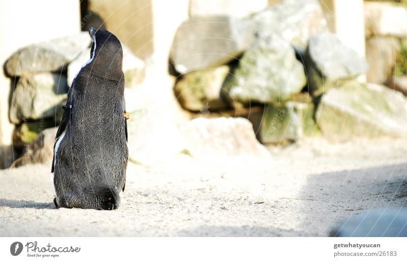 The Soloist Animal Penguin Bird Enclosure Zoo Captured Loneliness Stand Looking Black Pond Cute Defiant Back Cool (slang) Contentment Wing Water Sand Rock