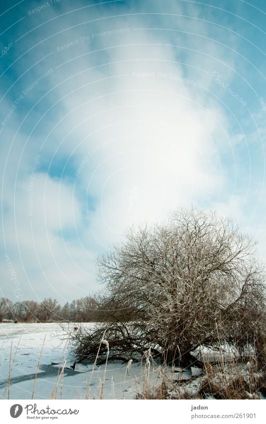 Is there something in the bush? Trip Winter Snow Plant Water Sky Weather Ice Frost Bushes River bank Blue Loneliness Idyll Cold Far-off places Time Brandenburg