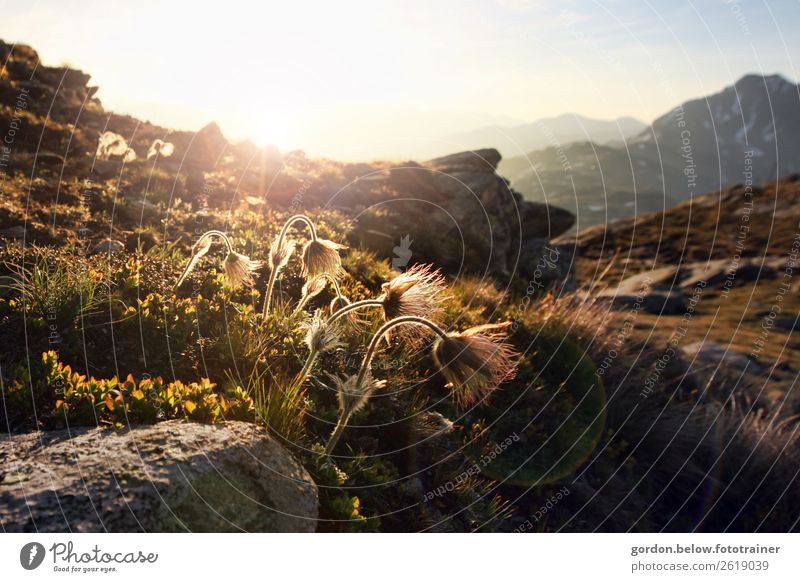 barren landscape Nature Plant Elements Cloudless sky Beautiful weather Flower Grass Moss Wild plant Rock Peak Stone Blossoming Fantastic Natural Blue Brown