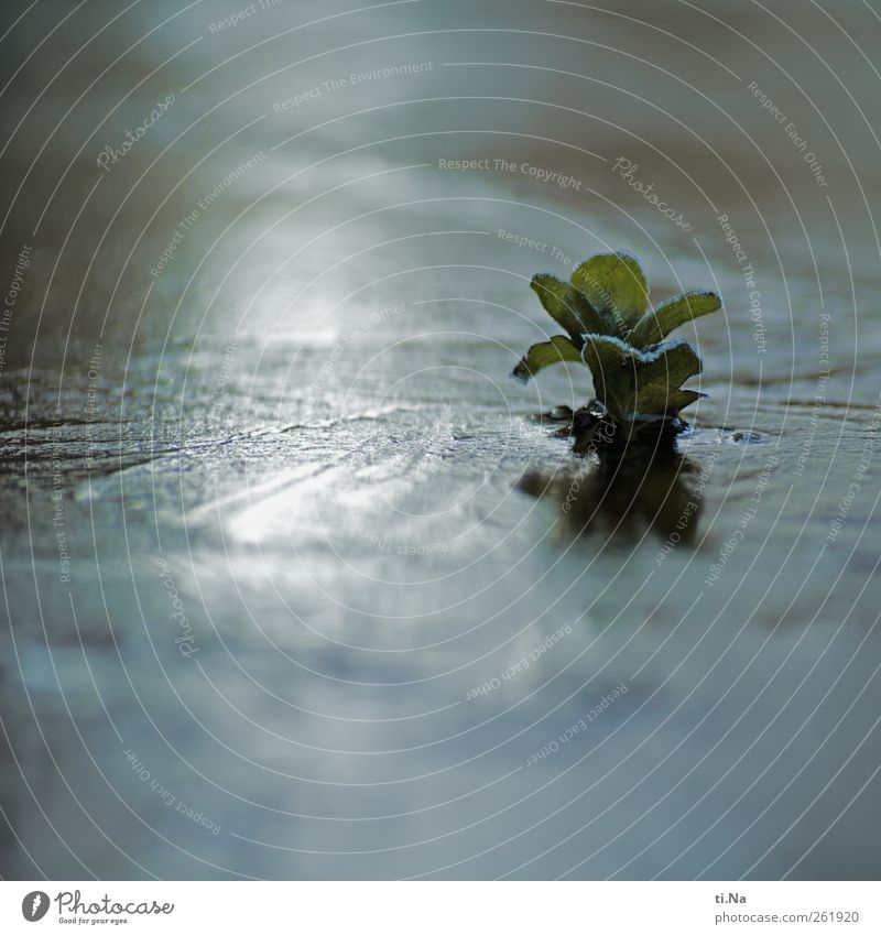 frozen flora Plant Winter Ice Frost Bog Marsh Pond Lake Freeze Illuminate Growth Dark Cold Small Natural Gray Green Black Silver Colour photo Subdued colour