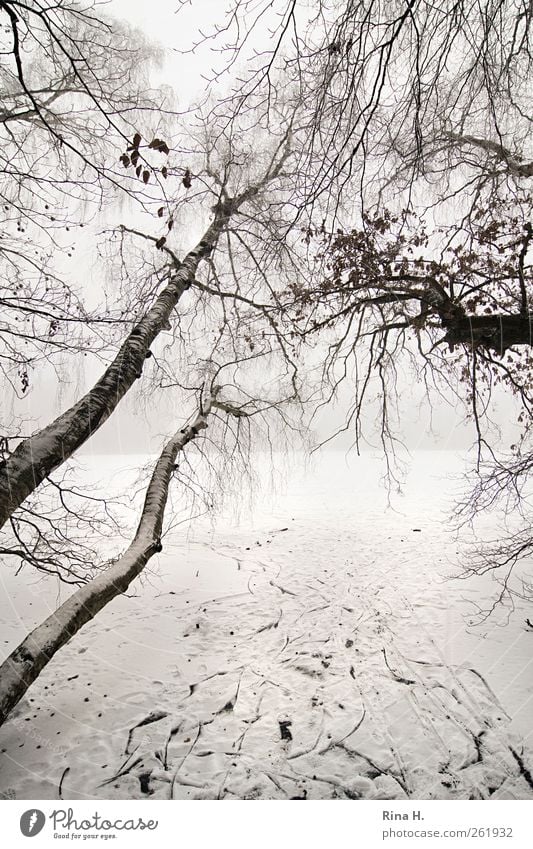 change of direction Winter Bad weather Fog Ice Frost Snow Tree Lakeside Growth Bright Tilt Birch tree Tracks Subdued colour Exterior shot Deserted