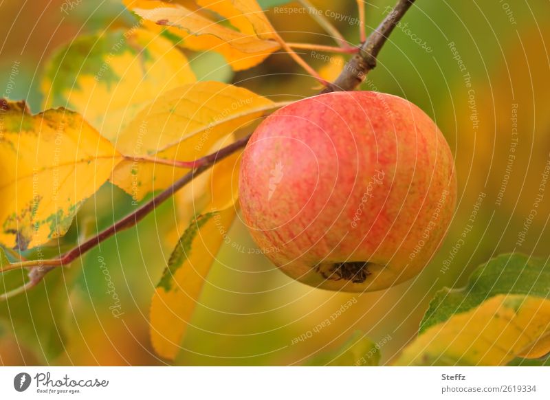 Apple branch in October Apple harvest apple branch ripe apples fruit harvest Organic organic Fruit Garden fruit pastel shades Food Autumn leaves sun-ripened