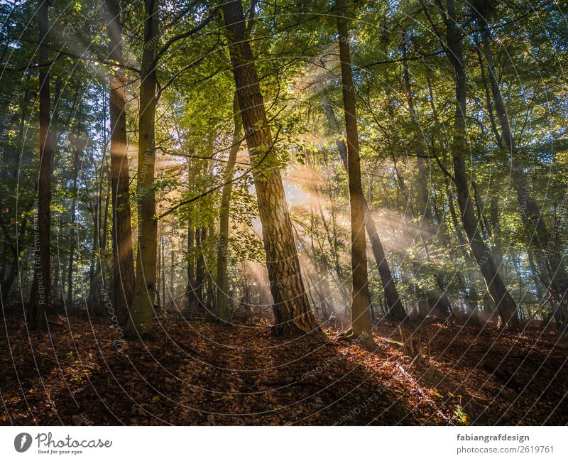 morning sun Environment Nature Landscape Plant Earth Sun Sunrise Sunset Sunlight Spring Beautiful weather Fog Tree Grass Moss Leaf Foliage plant Forest