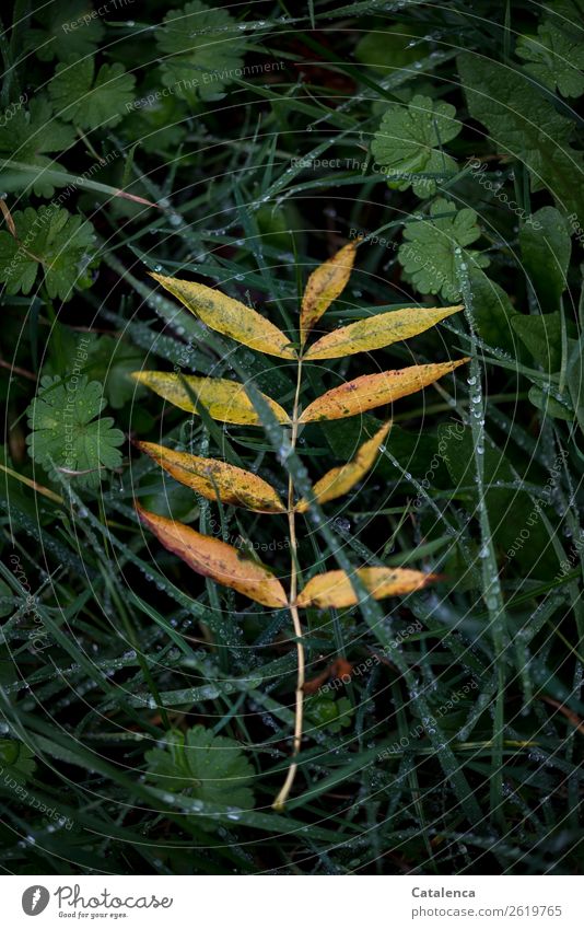 Farewell, a yellowish discolored ash leaf lies on wet grass Nature Plant Drops of water Autumn Bad weather Rain Grass Leaf Wild plant Rowan tree leaf ground ivy