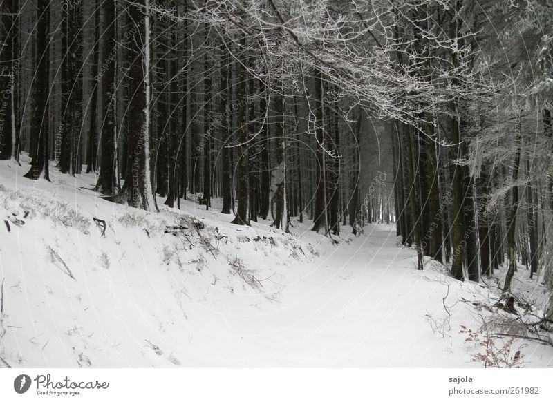 Tree praise through the woods. Environment Nature Landscape Plant Winter Snow Forest Stand White Snowscape Colour photo Black & white photo Exterior shot