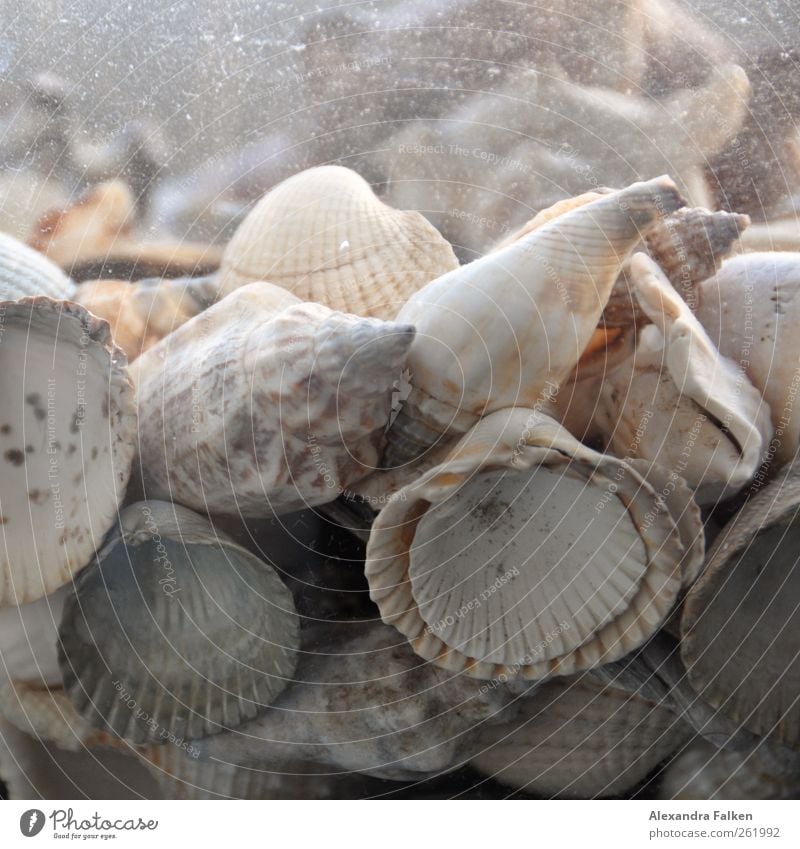 Mussels in a jar. Nature Esthetic Animal Seafood Marine animal House (Residential Structure) Mollusk Lime Water Freshwater Sea water Fossil shell money Cockle