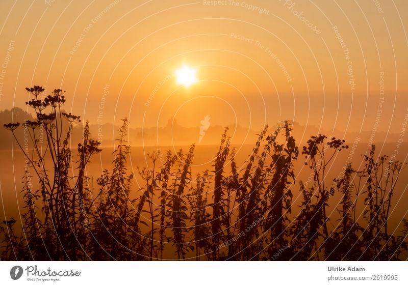 Mystic sunrise Design Harmonious Calm Meditation Decoration Wallpaper mourning card Funeral service Nature Landscape Plant Sun Summer Autumn Beautiful weather