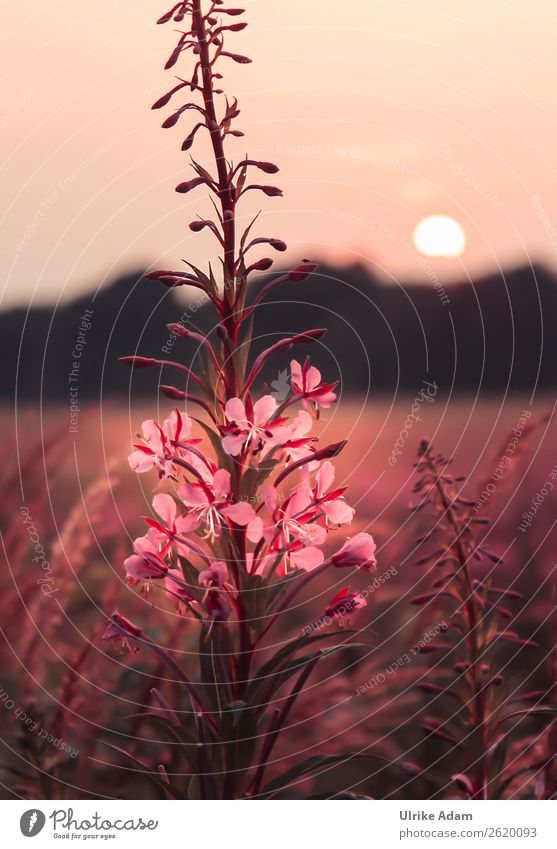 Narrow-leaved willowherbs - Nature Elegant Alternative medicine Wellness Spa Wallpaper Feasts & Celebrations Valentine's Day Plant Sun Summer Autumn Flower