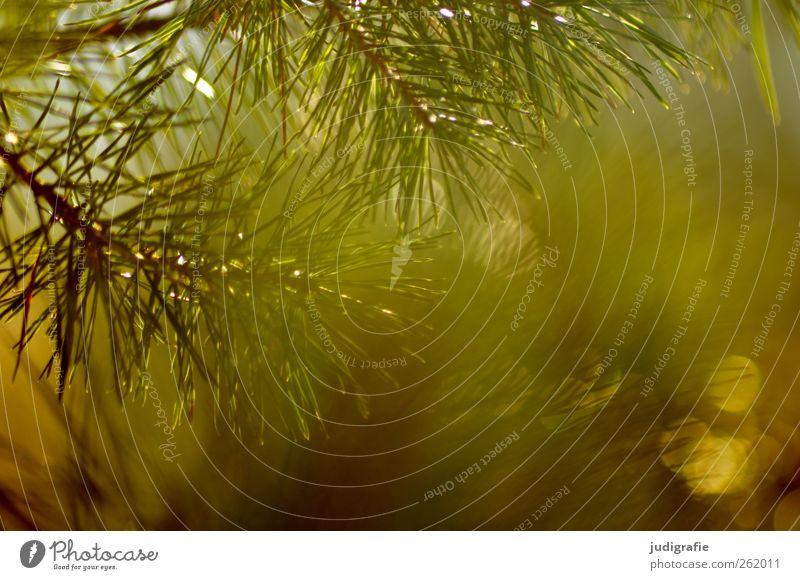 forest Environment Nature Landscape Plant Tree Wild plant Forest Illuminate Growth Point Thorny Warmth Moody Dream Pine Fir needle Colour photo Exterior shot