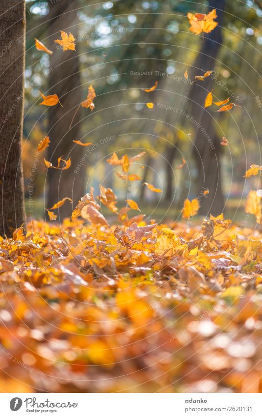 falling dry yellow maple leaves Sun Garden Environment Nature Landscape Plant Autumn Tree Leaf Park Forest To fall Flying Bright Natural Brown Yellow Gold Green