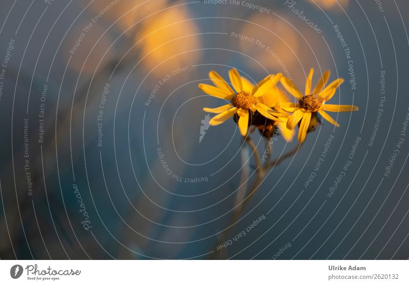 Yellow flowers of the Jacob's ricewort (Jacobaea vulgaris) Shallow depth of field blurriness Neutral Background Isolated Image Deserted Macro (Extreme close-up)