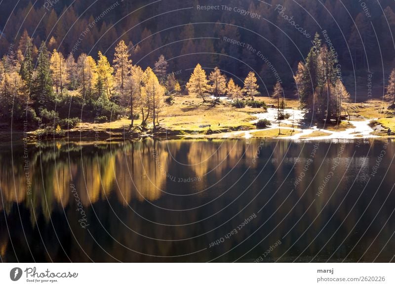 Mirrored in the mountain lake Life Harmonious Relaxation Calm Meditation Vacation & Travel Tourism Trip Hiking Nature Landscape Autumn Beautiful weather Larch