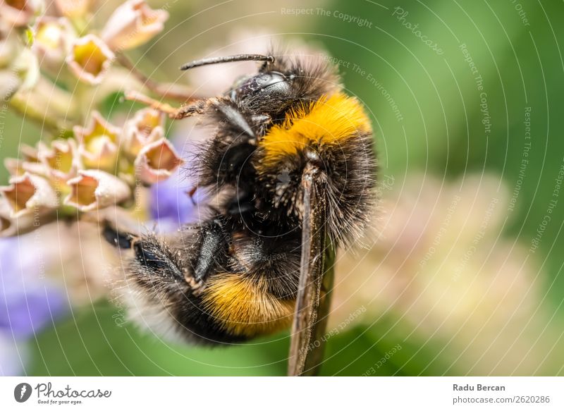 Bumblebee (Bombus Terrestris) Gathering Flower Pollen Summer Garden Environment Nature Plant Animal Blossom Meadow Wild animal Bee 1 Eating To feed Feeding