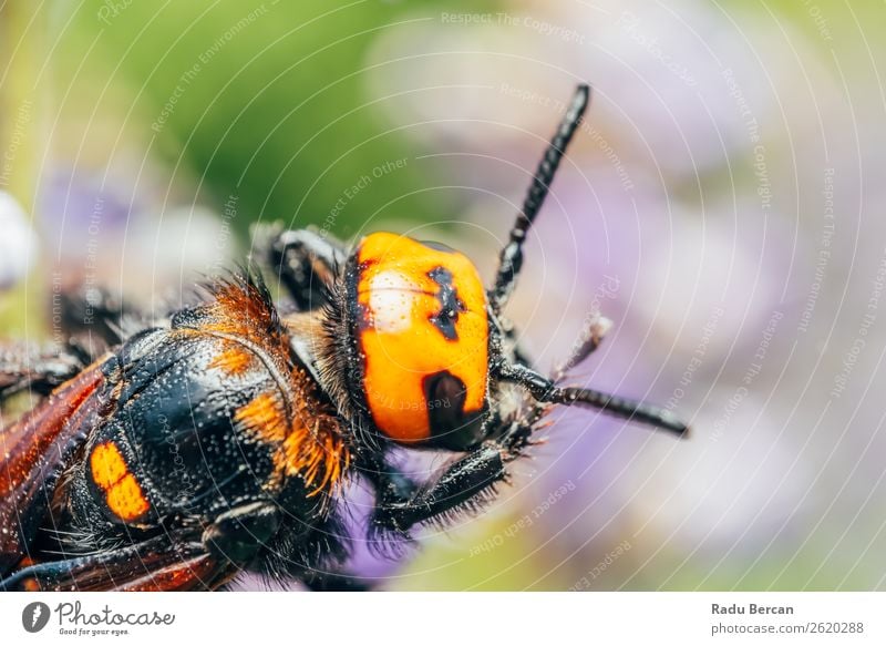 Vespa Mandarinia Japonica Gathering Flower Pollen Summer Garden Environment Nature Animal Leaf Wild animal Bee Animal face 1 Large Natural Multicoloured Yellow