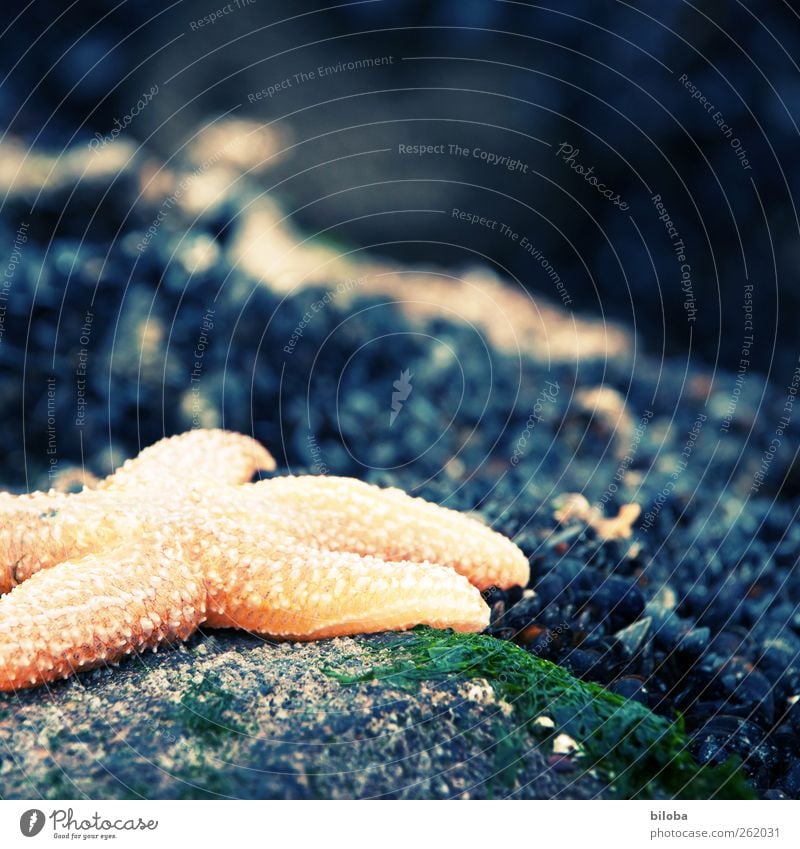 Starfish on the beach Marine animal Animal Wild animal Ocean North Sea coast 1 Yellow Gold Gray green Cross processing Colour photo Exterior shot Deserted