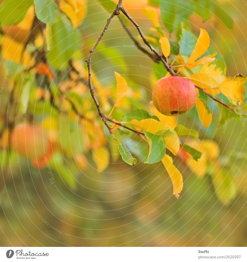 an apple in October Apple Organic fruit Fruit organic Garden fruit apple branch Apple harvest Autumnal colours Apple tree pastel shades Pastel tone vegan