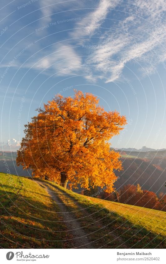 Autumn tree in the evening sun Trip Freedom Hiking Environment Nature Plant Sky Climate Beautiful weather Tree Hill Lanes & trails Yellow Gold Loneliness Colour