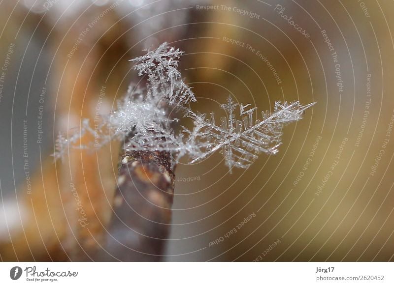 ice crystal Ice crystal Winter Frost Crystal structure Frostwork Macro (Extreme close-up) Detail Frozen chill