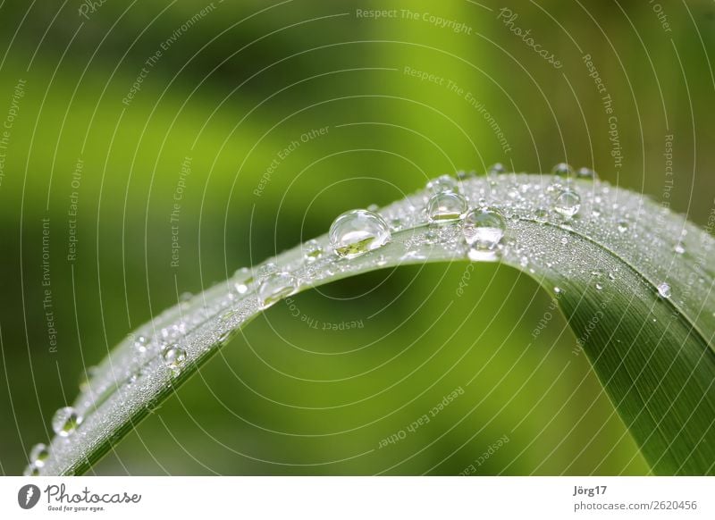 Water drops on a blade of grass Macro & Close-ups Nature close-up Blade of grass with drops of water Drops of water macro Plant Colour photo