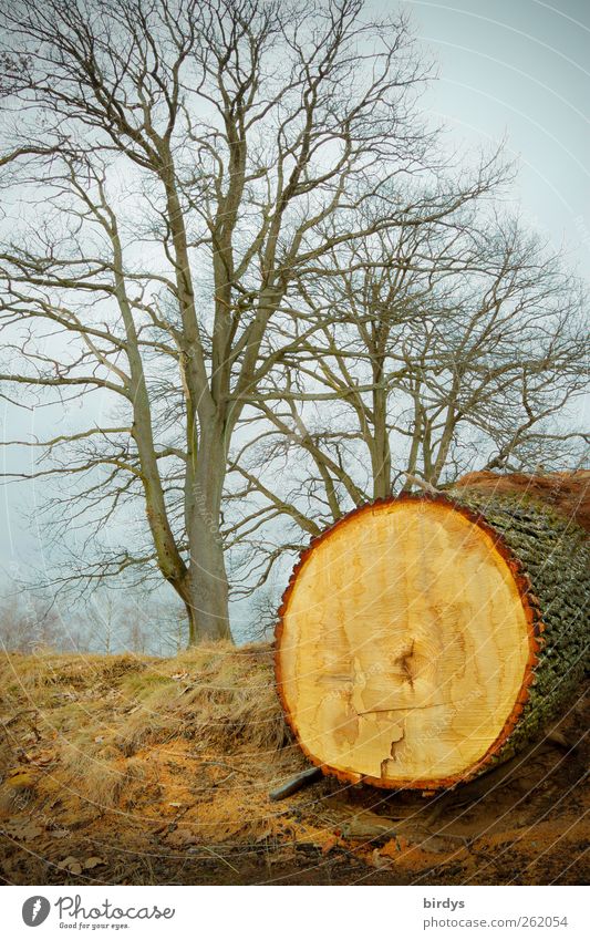 The living and the dead Nature Clouds Autumn Winter Tree Park Exceptional Inequity Environmental protection Change Destruction cut down tree Tree section