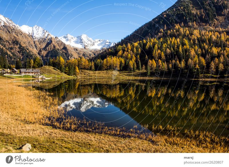 Autumn at Duisitzkarsee lake Calm Vacation & Travel Tourism Trip Mountain Hiking Nature Larch Forest Alps Snowcapped peak Lake Mountain lake Duisitz Lake